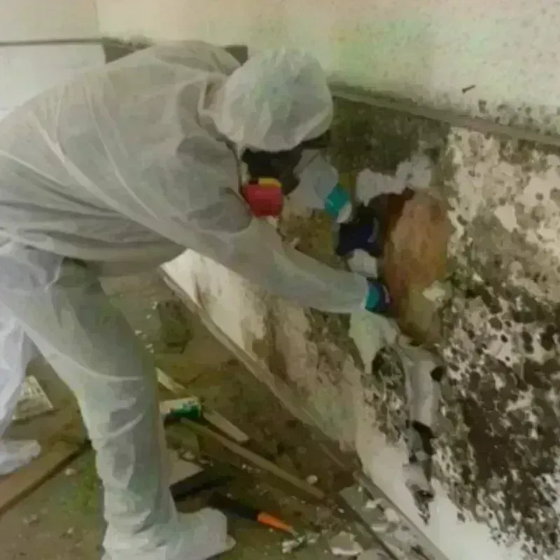 Mold Remediation and Removal in Altamont, NY